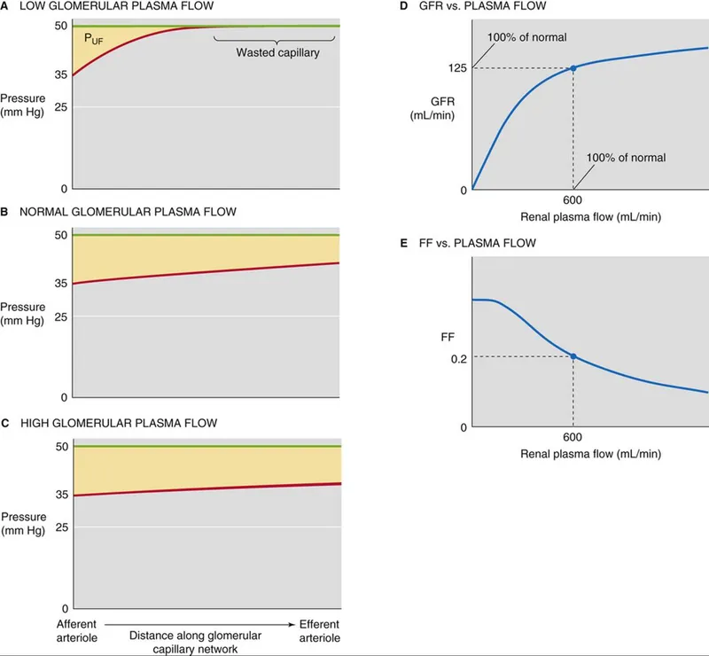 Graph showing pressure changes along glomerular capillary length