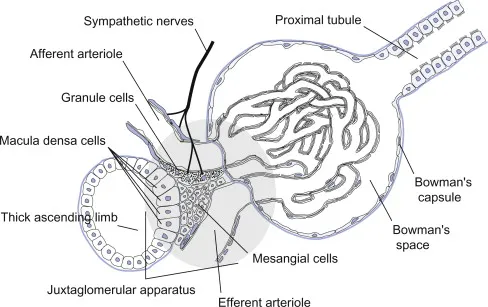 Microscopic view of juxtaglomerular apparatus showing macula densa cells