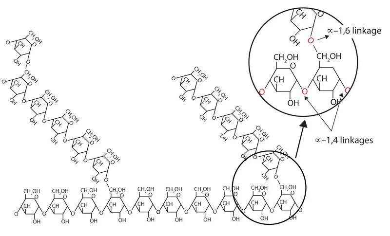 Glycogen structure showing branched glucose polymer with alpha-1,4 and alpha-1,6 bonds