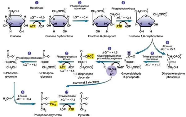Glycolysis pathway overview showing 10 enzymatic steps
