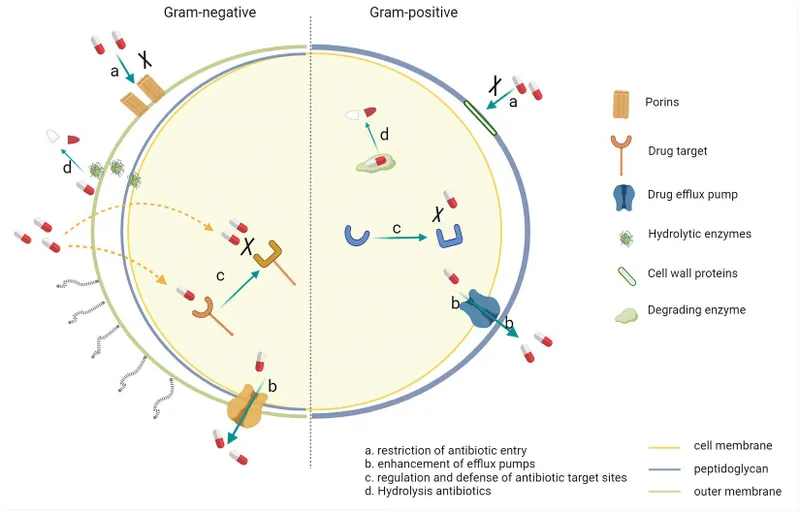 Antimicrobial resistance mechanisms in gram-negative bacteria