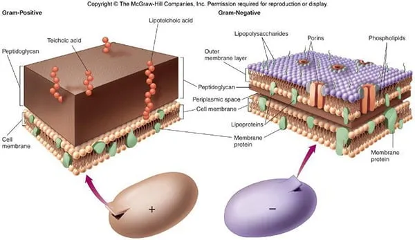 Comparison table of gram-positive versus gram-negative bacterial characteristics