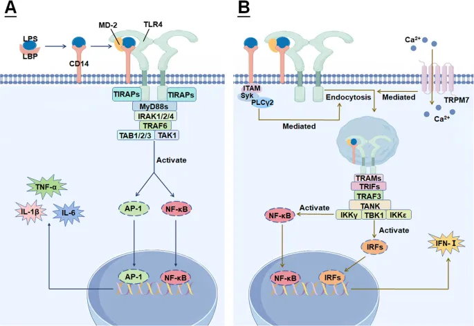 Endotoxin structure and inflammatory cascade pathway diagram