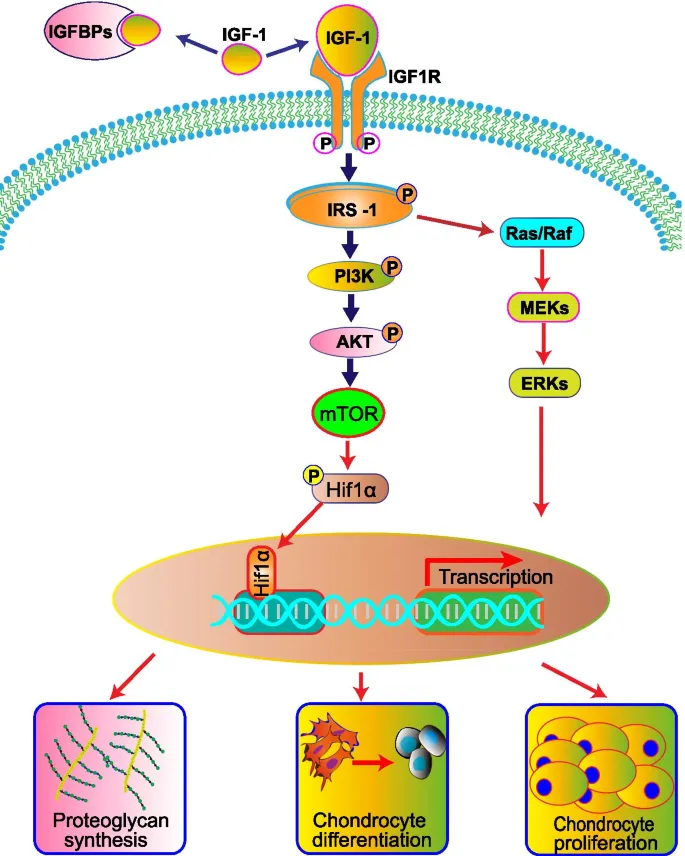 Detailed diagram of growth hormone molecular signaling pathway in growth plate chondrocytes