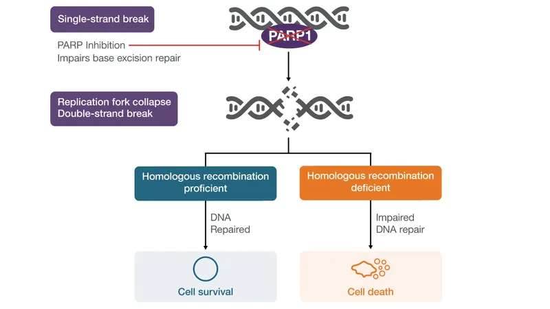Molecular pathway diagram showing PARP inhibitor mechanism in BRCA-deficient cells