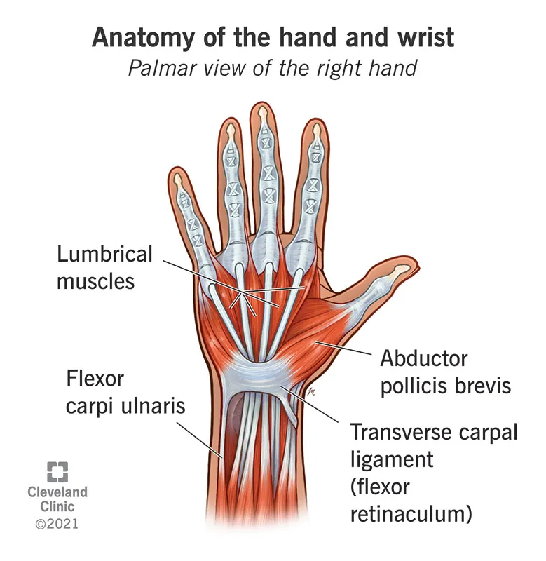 Detailed anatomical illustration of hand bones, joints, and muscle attachments