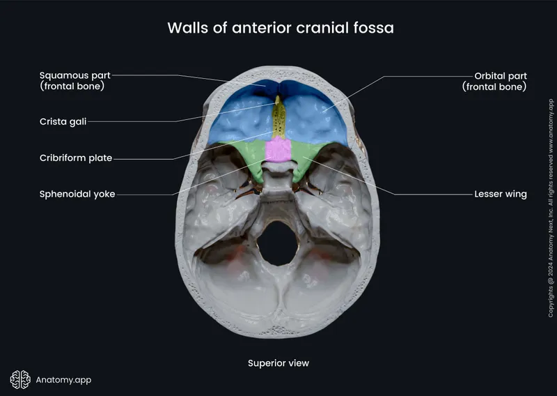 Anterior cranial fossa anatomy showing orbital plates and cribriform plate