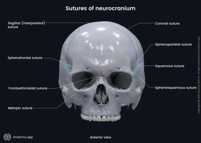 Anterior view of skull showing coronal suture and frontal bone development