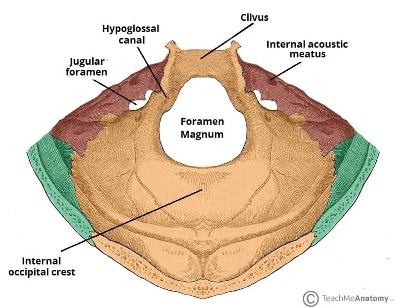 Posterior view of skull showing foramen magnum and jugular foramina