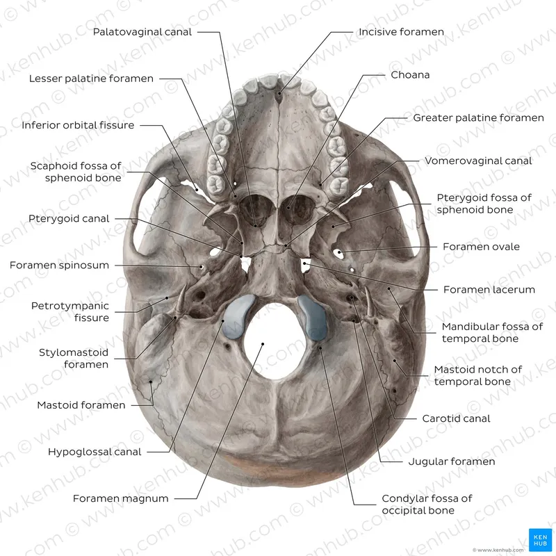 Skull base view showing major foramina and their contents