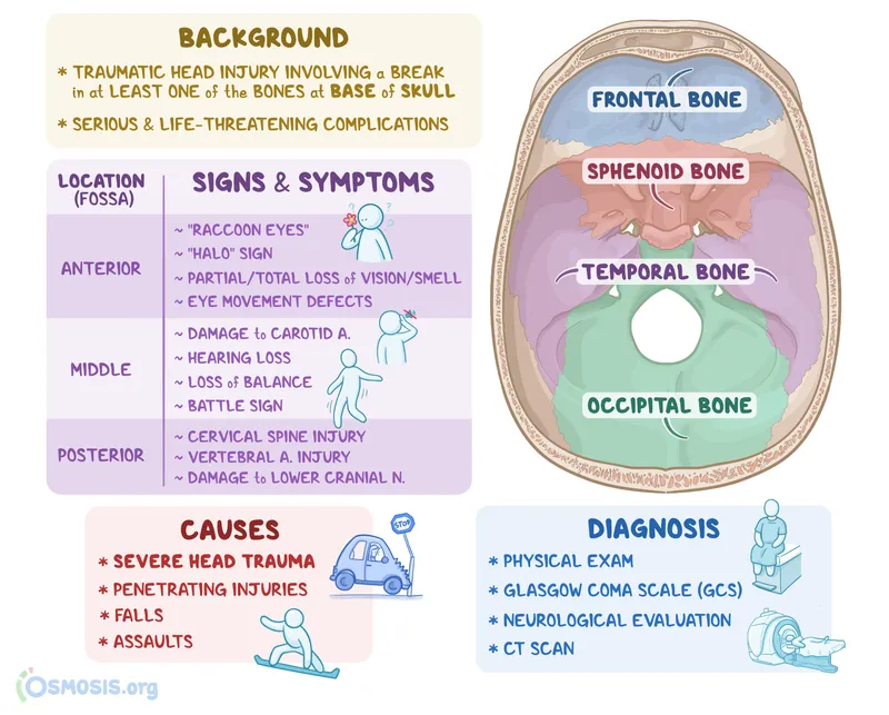 Clinical signs of skull base fractures including Battle's sign and raccoon eyes