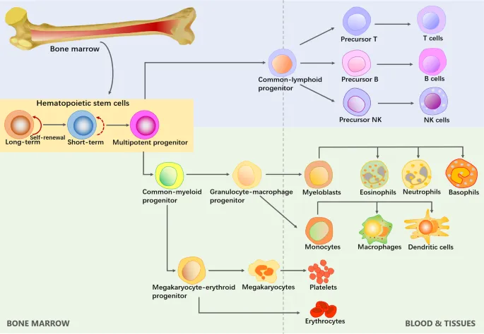 Detailed hematopoiesis diagram showing stem cell differentiation pathways