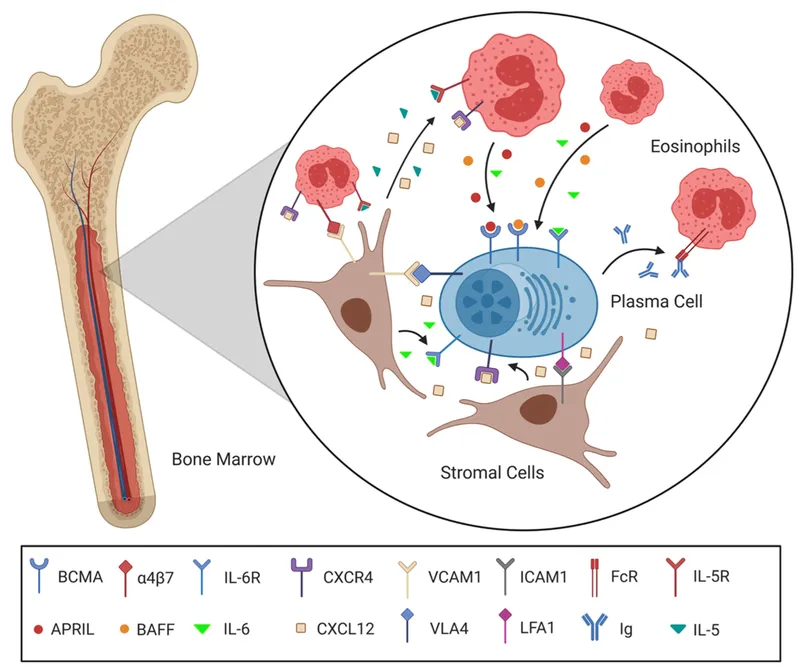 bone marrow microenvironment architecture