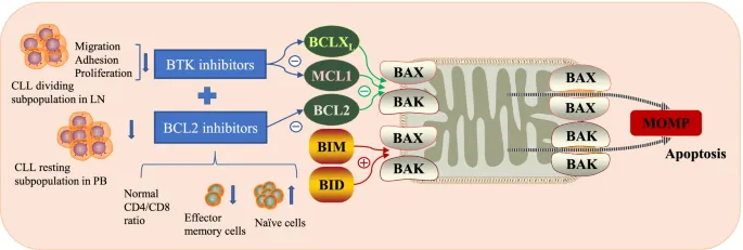 Targeted therapy mechanism diagram showing BTK and BCL-2 inhibition pathways