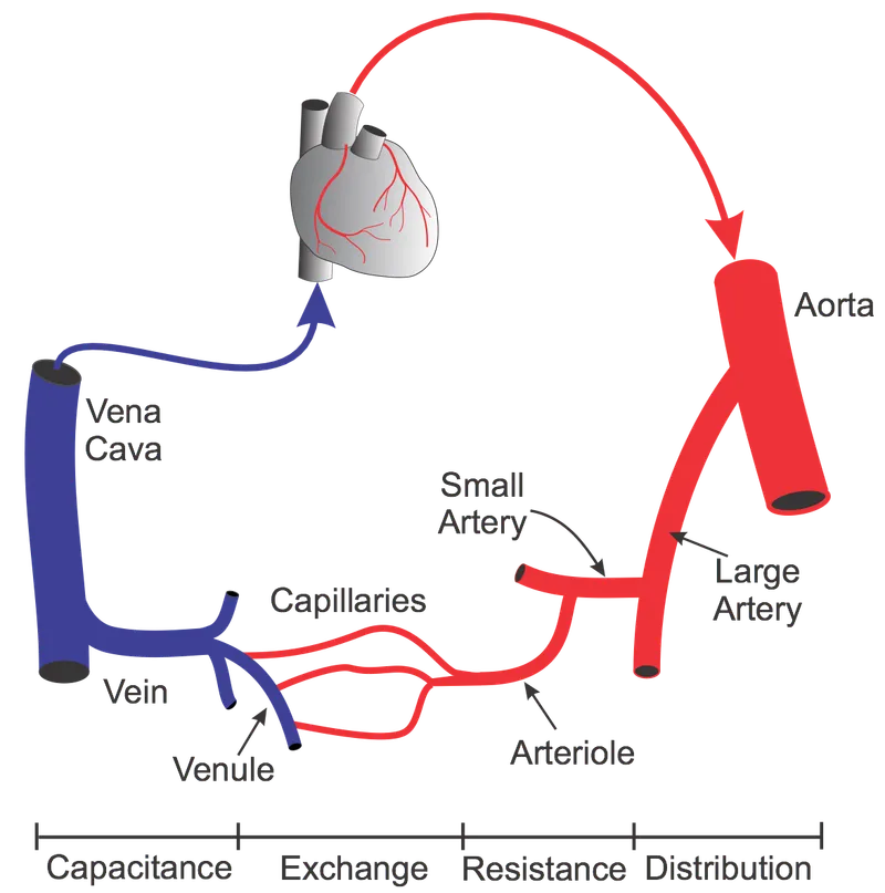Vascular resistance distribution across different vessel types