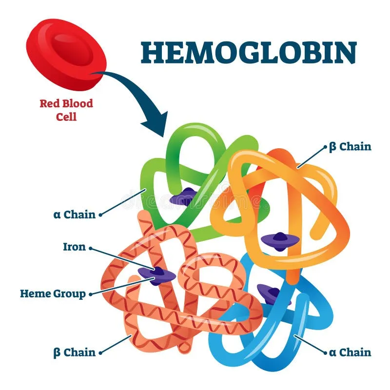 Detailed 3D structure of hemoglobin molecule showing alpha and beta globin chains with heme groups