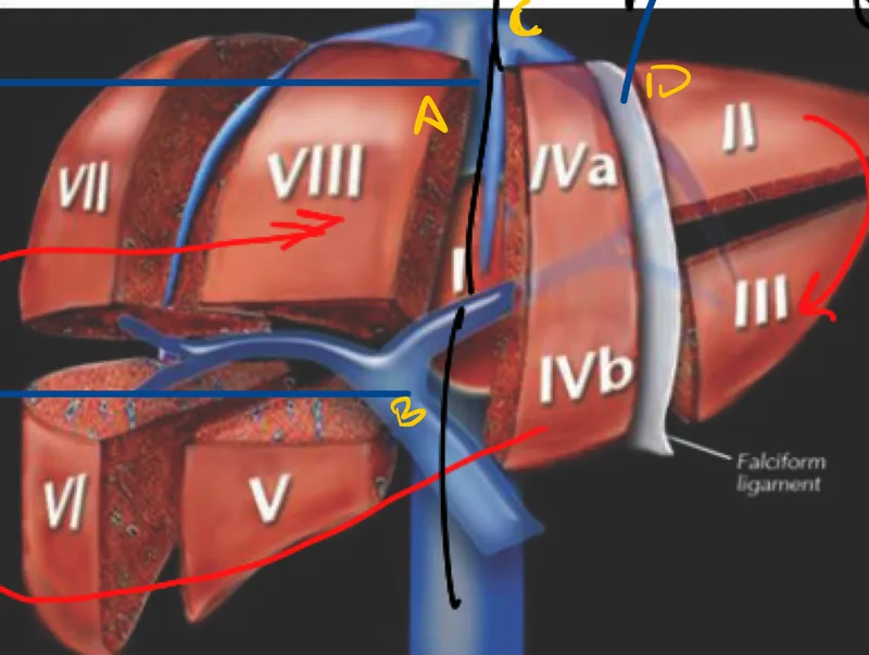 liver segmental anatomy