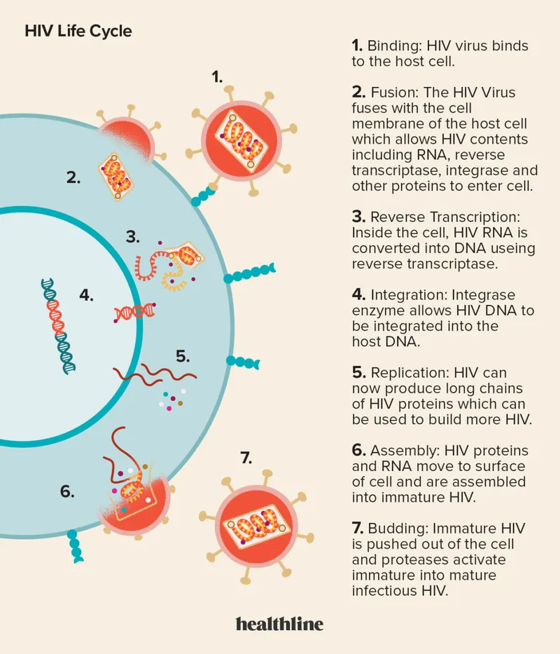 HIV replication cycle detailed steps from entry to budding