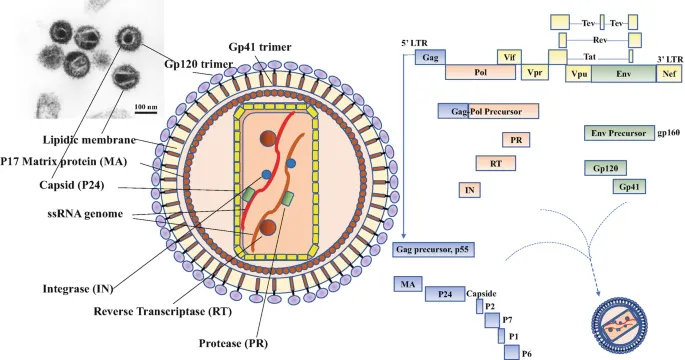 Detailed HIV virion cross-section showing structural and regulatory proteins