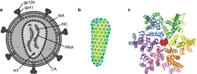 HIV virion structure showing envelope proteins and core components