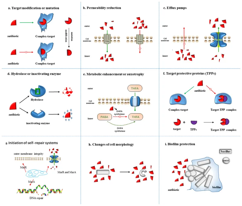 ESKAPE pathogens antibiotic resistance mechanisms hospital acquired infections