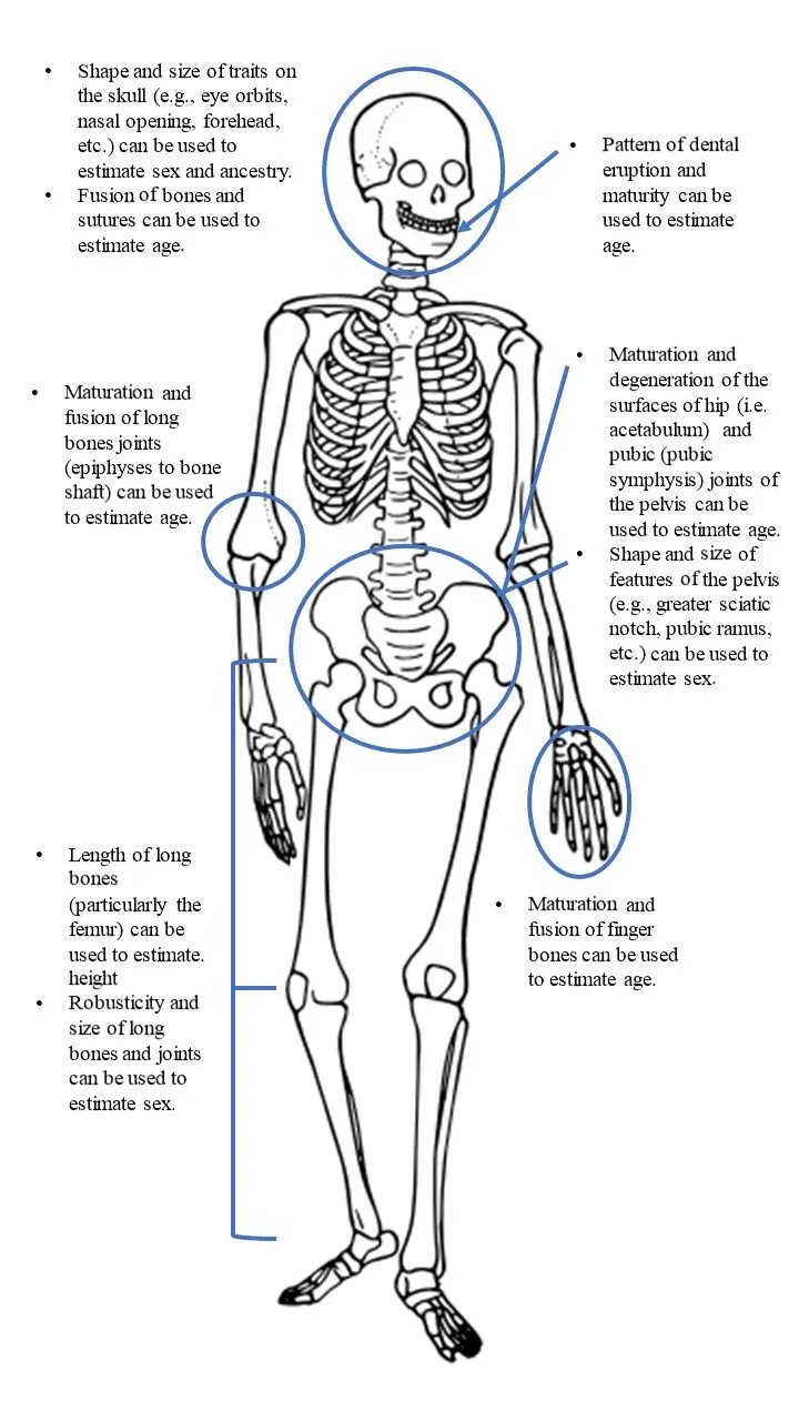 anthropometric measurement landmarks