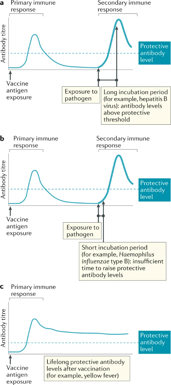 Immune response timeline showing primary and secondary vaccination responses