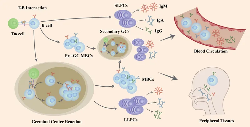Memory B cell and T cell cooperation in secondary responses