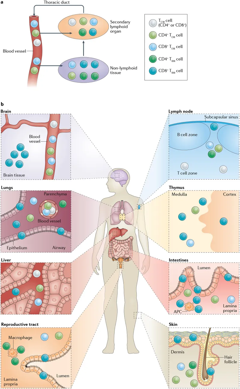 Memory cell coordination between tissue-resident and circulating populations