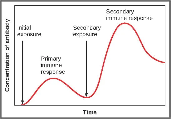 Secondary immune response kinetics compared to primary response