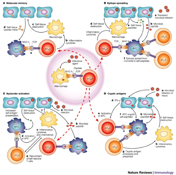 Molecular mimicry and epitope spreading in autoimmune disease development