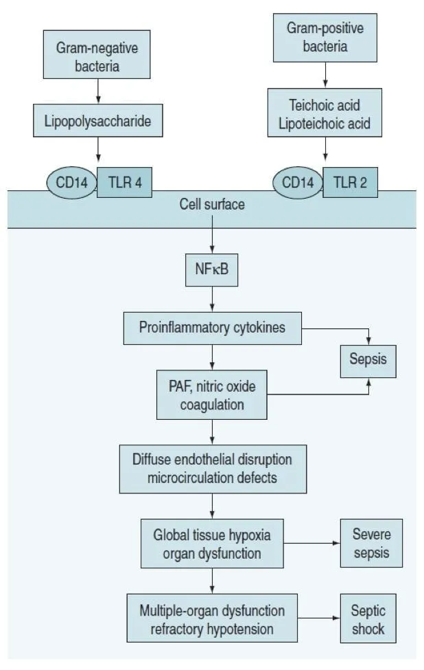 Pathophysiology diagram showing sepsis cascade from infection to organ failure