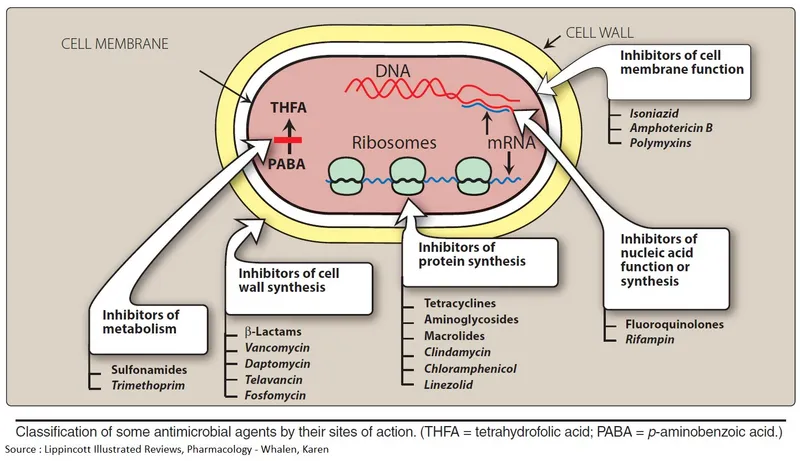Comprehensive antimicrobial classification chart showing mechanisms of action and spectrum of activity