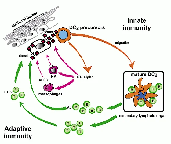 Detailed immune system response cascade showing innate and adaptive immunity coordination