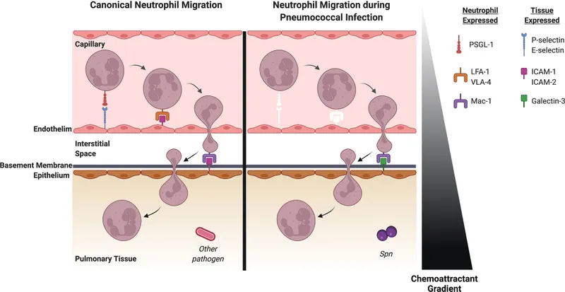 Comprehensive diagram of neutrophil recruitment and activation during bacterial infection