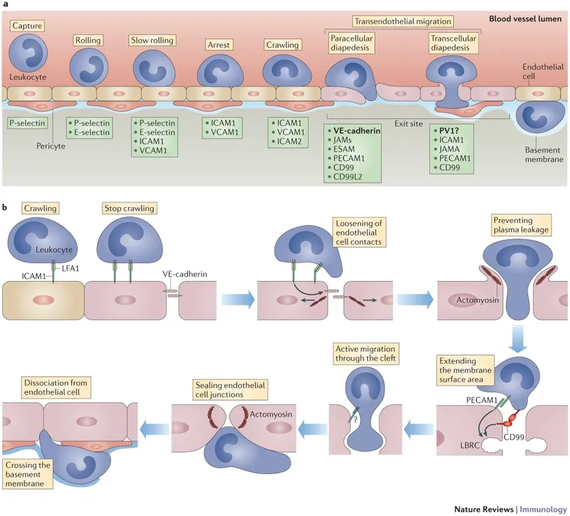 Leukocyte extravasation showing selectin-mediated rolling and integrin-mediated adhesion