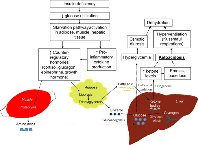 Detailed mechanism of diabetic ketoacidosis showing metabolic pathway disruptions