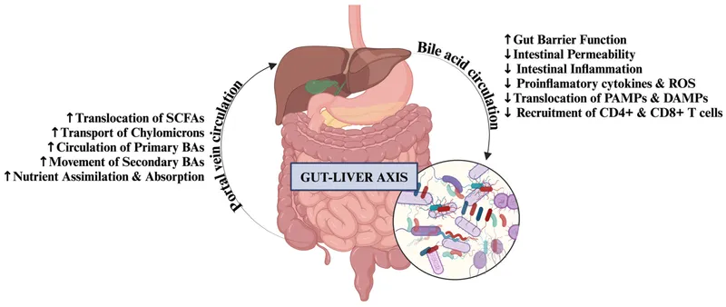 Bacterial translocation and systemic inflammation in liver disease