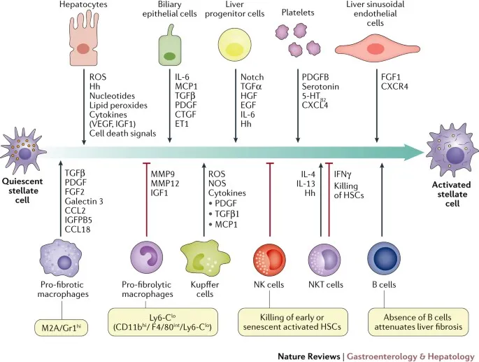 Stellate cell activation and fibrosis progression in liver disease