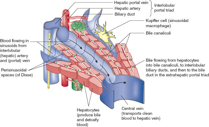 Detailed liver anatomy showing hepatic lobules and blood flow patterns