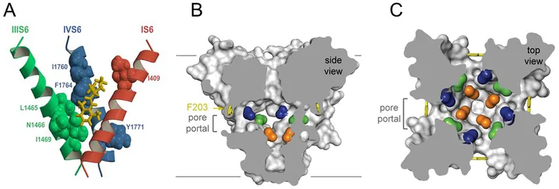Sodium channel structure with local anesthetic binding sites