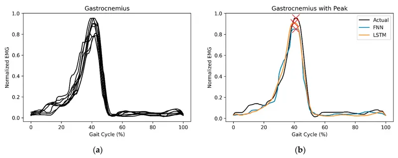 EMG analysis showing muscle activation patterns during gait cycle