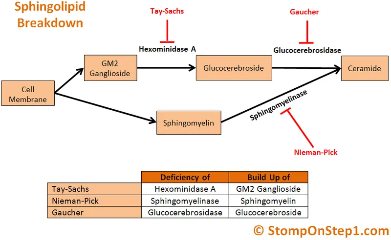 Sphingolipid metabolic pathway showing enzyme defects and disease associations