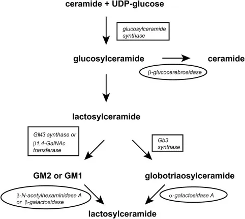 Substrate reduction therapy mechanism and metabolic pathway effects