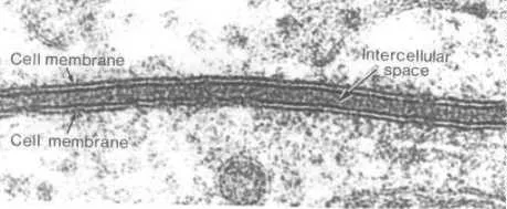 Detailed electron microscopy image of cell membrane phospholipid bilayer structure