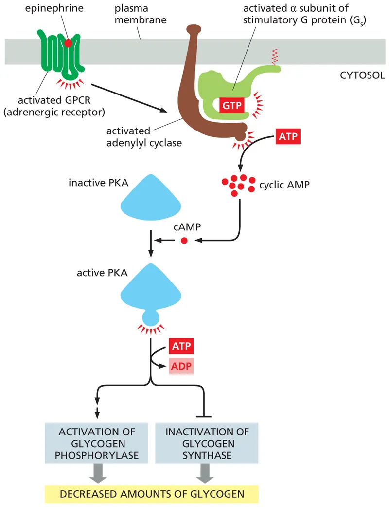 Detailed diagram of G-protein coupled receptor signaling cascade