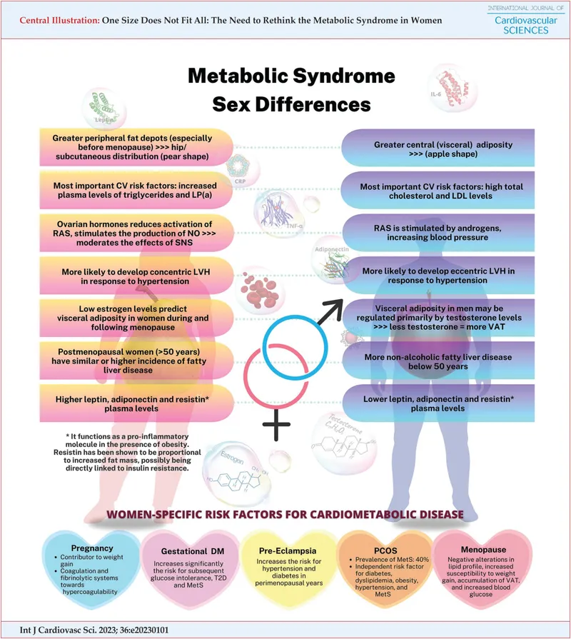 Cardiovascular-metabolic integration showing estrogen effects on multiple pathways