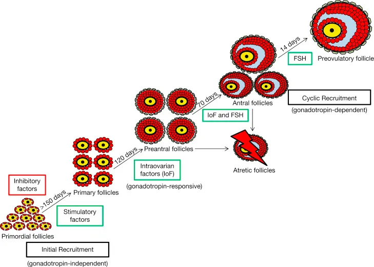 Ovarian follicle development and atresia throughout reproductive lifespan