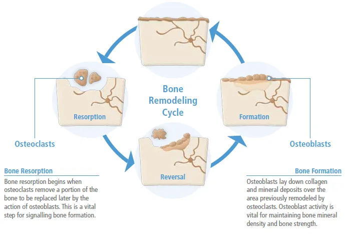 Normal bone remodeling cycle showing osteoblast and osteoclast activity