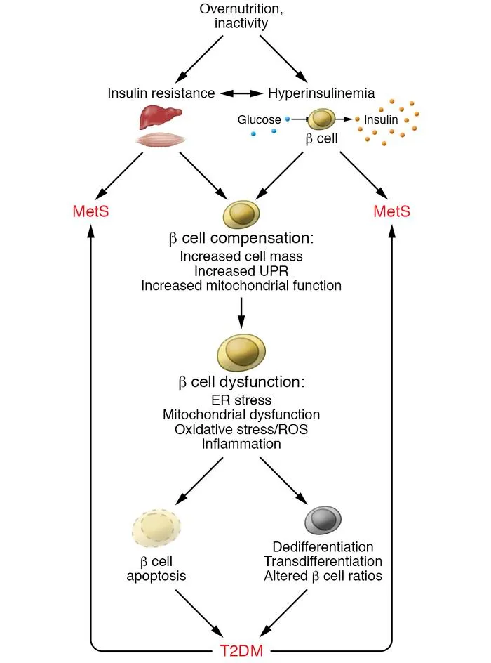 Insulin resistance progression muscle liver pancreas dysfunction